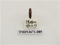 藏品(叩頭蟲(2))的圖片